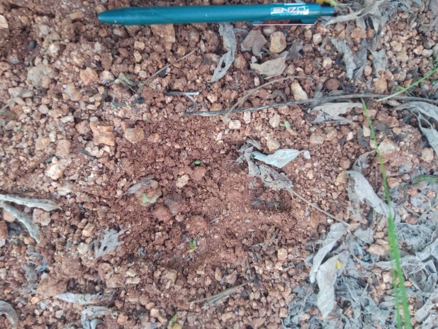 ಕೊಂಪಲ್ಲಿ ಅರಣ್ಯದಲ್ಲಿ ಮತ್ತೆ ಚಿರತೆ ದಾಳಿ