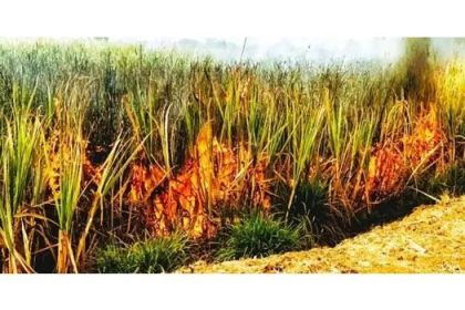 ಶಾರ್ಟ್ ಸರ್ಕ್ಯೂಟ್ ನಿಂದ ಹೊತ್ತಿ ಉರಿದ 20 ಎಕರೆ ಕಬ್ಬು ಬೆಳೆ 