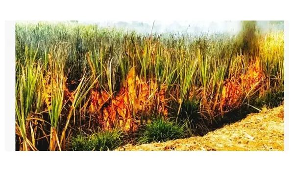 ಶಾರ್ಟ್ ಸರ್ಕ್ಯೂಟ್ ನಿಂದ ಹೊತ್ತಿ ಉರಿದ 20 ಎಕರೆ ಕಬ್ಬು ಬೆಳೆ 