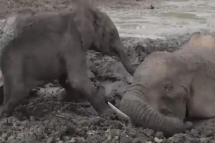 ಹಾರೋಬೆಲೆ ಡ್ಯಾಮ್ ಹಿನ್ನೀರಿನಲ್ಲಿ ಮುಳುಗಿ ಎರಡು ಕಾಡಾನೆಗಳು ಸಾವು 