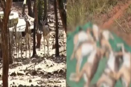 ಭೂತರಾಮನಹಟ್ಟಿ ಕಿರುಮೃಗಾಲಯದಲ್ಲಿ 31 ಕೃಷ್ಣಮೃಗಗಳ ಪ್ರಕರಣಕ್ಕೆ ಟ್ವಿಸ್ಟ್