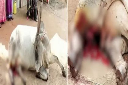 ದೇವರಿಗೆ ಬಿಟ್ಟ ಗೋವಿನ ಕಾಲು ಕಡಿದು ಪಾಪಿಗಳು 