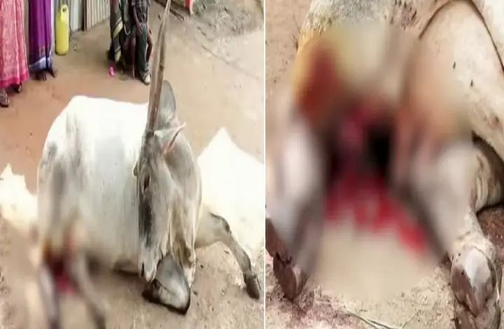 ದೇವರಿಗೆ ಬಿಟ್ಟ ಗೋವಿನ ಕಾಲು ಕಡಿದು ಪಾಪಿಗಳು ದೇವರಿಗೆ ಬಿಟ್ಟ ಗೋವಿನ ಕಾಲು ಕಡಿದು ಪಾಪಿಗಳು