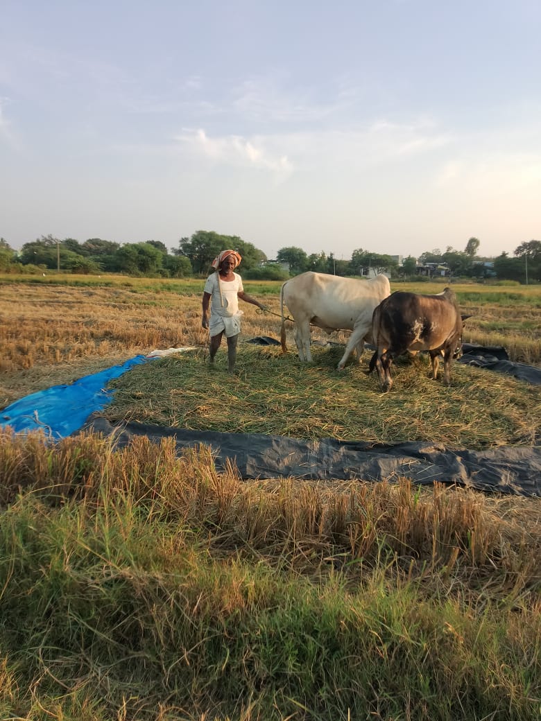 ಭತ್ತ ರಾಶಿಯಲ್ಲಿ ರೈತರು ಭತ್ತ ರಾಶಿಯಲ್ಲಿ ರೈತರು