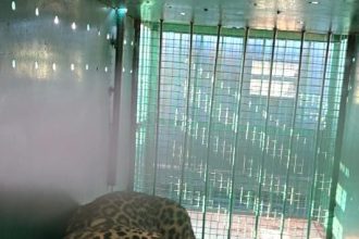 ಎರಡೇ ದಿನದಲ್ಲಿ ಎರಡು ಚಿರತೆ ಸೆರೆ ಹಿಡಿದ ಅರಣ್ಯ ಇಲಾಖೆ: ಶಾಸಕರು, ನಾಗರೀಕರಿಂದ‌ ಅಭಿನಂದನೆ