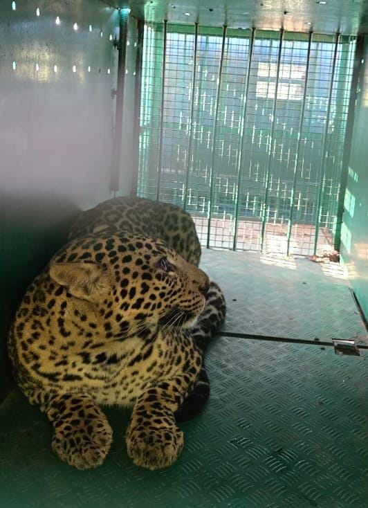 ಎರಡೇ ದಿನದಲ್ಲಿ ಎರಡು ಚಿರತೆ ಸೆರೆ ಹಿಡಿದ ಅರಣ್ಯ ಇಲಾಖೆ: ಶಾಸಕರು, ನಾಗರೀಕರಿಂದ‌ ಅಭಿನಂದನೆ