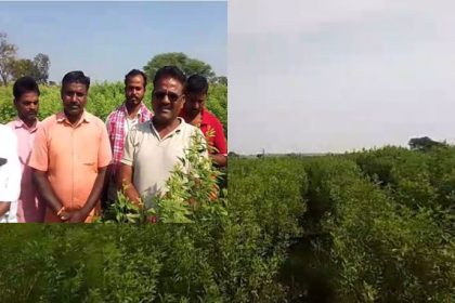 ತೊಗರಿ ಬೇಳೆಗೆ ಗೊಡ್ಡು ರೋಗ ಬಂದು ಬೆಳೆಹಾನಿ: ಸೂಕ್ತ ಪರಿಹಾರಕ್ಕೆ ರೈತರ ಆಕ್ರೋಶ