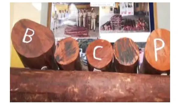 ರಕ್ತಚಂದನ ಅಕ್ರಮ ಸಾಗಾಟ : 1889 ಕೆಜಿ ರಕ್ತಚಂದನ ವಶಕ್ಕೆ, ನಾಲ್ವರು ಅರೆಸ್ಟ್ 