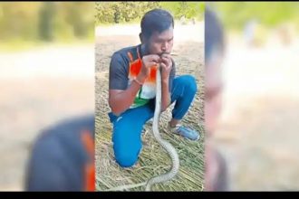 ಹಾವಿಗೆ ಕರೆಂಟ್ ಶಾಕ್ : ಸಿಪಿಆರ್ ಮೂಲಕ ಹಾವಿನ ಜೀವ ಉಳಿಸಿದ ವ್ಯಕ್ತಿ 