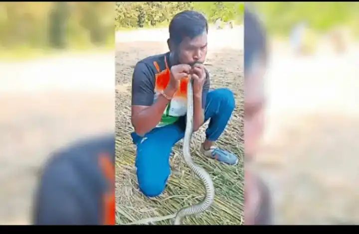 ಹಾವಿಗೆ ಕರೆಂಟ್ ಶಾಕ್ : ಸಿಪಿಆರ್ ಮೂಲಕ ಹಾವಿನ ಜೀವ ಉಳಿಸಿದ ವ್ಯಕ್ತಿ 