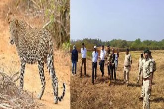 ಹುಬ್ಬಳ್ಳಿಯ ವಿಮಾನ ನಿಲ್ದಾಣದಲ್ಲಿ ಪಕ್ಕ ಚಿರತೆ ಪ್ರತ್ಯಕ್ಷ 