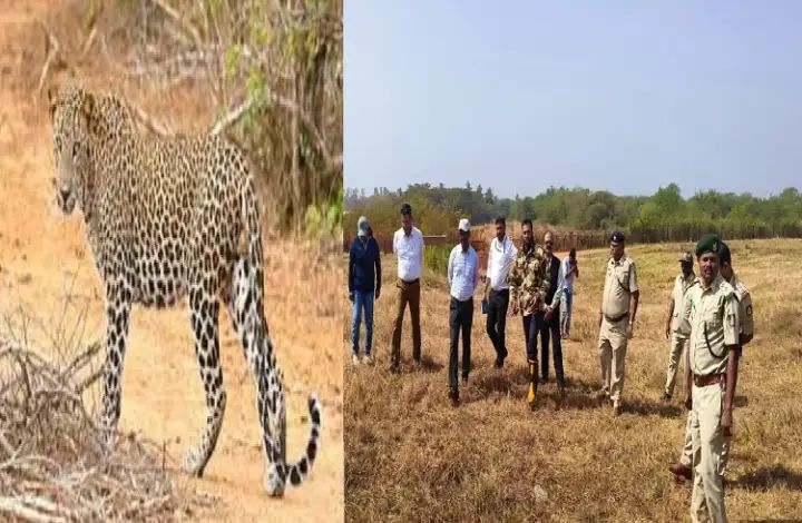 ಹುಬ್ಬಳ್ಳಿಯ ವಿಮಾನ ನಿಲ್ದಾಣದಲ್ಲಿ ಪಕ್ಕ ಚಿರತೆ ಪ್ರತ್ಯಕ್ಷ 