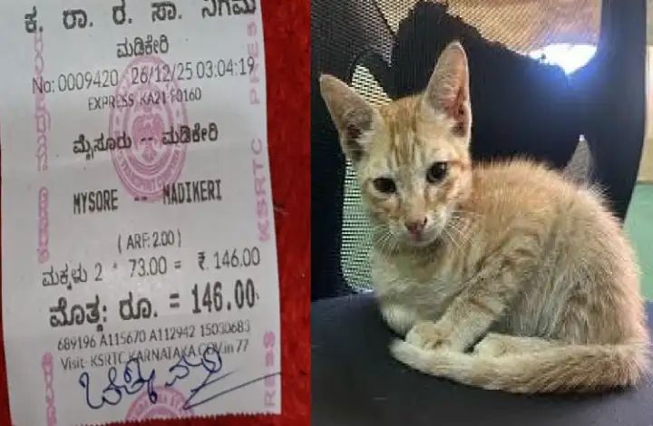 ಬೆಕ್ಕಿನ ಮರಿಗೂ ಟಿಕೆಟ್ ನೀಡಿದ ಕಂಡಕ್ಟರ್ ಬೆಕ್ಕಿನ ಮರಿಗೂ ಟಿಕೆಟ್ ನೀಡಿದ ಕಂಡಕ್ಟರ್