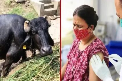 ನಾಯಿ ಕಚ್ಚಿ ಎಮ್ಮೆಗೆ ರೇಬೀಸ್ ಸೋಂಕು : ಮೊಸರು ತಿಂದ 200 ಮಂದಿಗೆ ಲಸಿಕೆ 