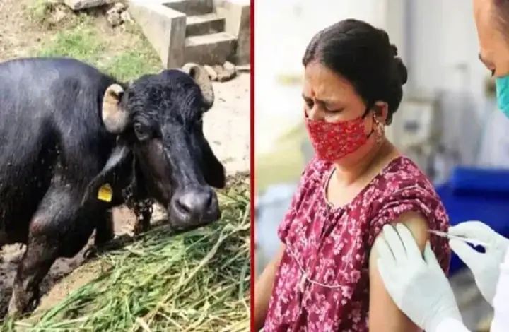 ನಾಯಿ ಕಚ್ಚಿ ಎಮ್ಮೆಗೆ ರೇಬೀಸ್ ಸೋಂಕು : ಮೊಸರು ತಿಂದ 200 ಮಂದಿಗೆ ಲಸಿಕೆ 