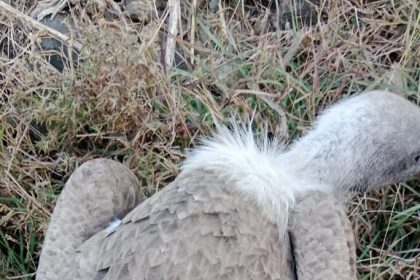 ಟ್ರ್ಯಾಕರ್, ಜಿಪಿಎಸ್ ಹೊಂದಿದ್ದ ರಣಹದ್ದು ಪತ್ತೆ