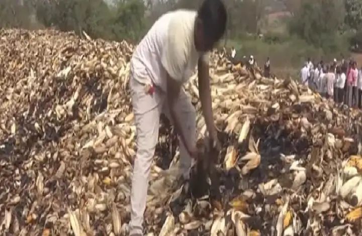 60 ಲಕ್ಷ ಮೌಲ್ಯದ ಮೆಕ್ಕೆಜೋಳ ಬೆಂಕಿ ಹಚ್ಚಿದ ದುಷ್ಟರು : ಮೆಕ್ಕೆಜೋಳಕ್ಕೆ ಜಿಗಿದು ಆತ್ಮಹತ್ಯೆಗೆ ಯತ್ನಿಸಿದ ಕುಟುಂಬ