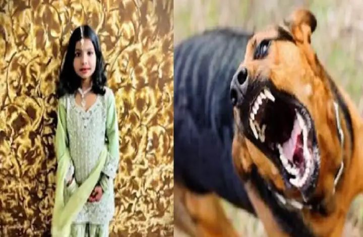 ಬಾಗಲಕೋಟೆಯಲ್ಲಿ ಬೀದಿ ನಾಯಿ ದಾಳಿಗೆ ಬಾಲಕಿ ಬಲಿ ಬಾಗಲಕೋಟೆಯಲ್ಲಿ ಬೀದಿ ನಾಯಿ ದಾಳಿಗೆ ಬಾಲಕಿ ಬಲಿ