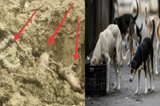 ತೆಲಂಗಾಣ ಭೀಕರ ಕೌರ್ಯ : 600 ನಾಯಿಗಳಿಗೆ ವಿಷವಿಕ್ಕಿ ಕೊಲೆ