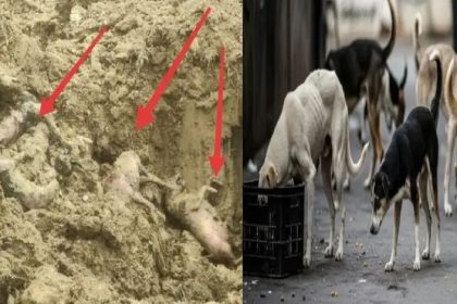 ತೆಲಂಗಾಣ ಭೀಕರ ಕೌರ್ಯ : 600 ನಾಯಿಗಳಿಗೆ ವಿಷವಿಕ್ಕಿ ಕೊಲೆ