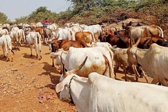 ದನ ಕಾಯುವವರಿಗೆ ಮಾಸಿಕ 10,000 ಗೌರವಧನ ವಿನೂತನ ಜಾರಿ