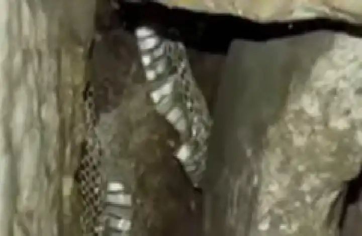 ಲಕ್ಕುಂಡಿಯಲ್ಲಿ ದೇವಸ್ಥಾನದ ಗರ್ಭಗುಡಿಯಲ್ಲಿ ಬೃಹತ್ ನಾಗರಹಾವಿನ ಪೊರೆ ಪತ್ತೆ