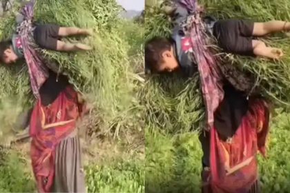 ಮೇವಿನ ಹೊರೆಯಲ್ಲಿ ತನ್ನ ಪುಟ್ಟ ಕಂದಮ್ಮನನ್ನು ಸೇರಿ ಕಟ್ಟಿ ಹೊತ್ತುಕೊಂಡು ಹೋದ ಮಹಿಳೆ