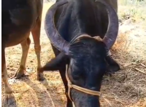 ನಾಡ ಬಾಂಬ್ ಸ್ಫೋಟ:ಗಂಭೀರವಾಗಿ ಗಾಯಗೊಂಡ ಸ್ಥಿತಿಯಲ್ಲಿ ಎಮ್ಮೆ