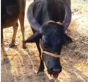 ನಾಡ ಬಾಂಬ್ ಸ್ಫೋಟ:ಗಂಭೀರವಾಗಿ ಗಾಯಗೊಂಡ ಸ್ಥಿತಿಯಲ್ಲಿ ಎಮ್ಮೆ