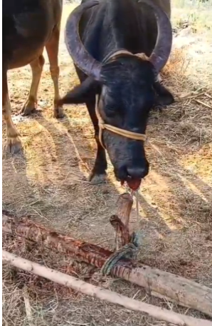 ನಾಡ ಬಾಂಬ್ ಸ್ಫೋಟ:ಗಂಭೀರವಾಗಿ ಗಾಯಗೊಂಡ ಸ್ಥಿತಿಯಲ್ಲಿ ಎಮ್ಮೆ ನಾಡ ಬಾಂಬ್ ಸ್ಫೋಟ:ಗಂಭೀರವಾಗಿ ಗಾಯಗೊಂಡ ಸ್ಥಿತಿಯಲ್ಲಿ ಎಮ್ಮೆ