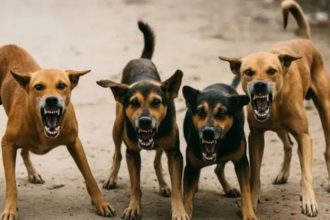 ಬೀದಿ ನಾಯಿಗಳ ದಾಳಿಯಿಂದ ಕೋಮಾಗೆ ಜಾರಿದ ಯುವಕ