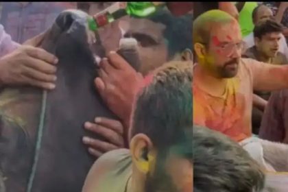 ಹಸುವಿಗೆ ಬಲವಂತವಾಗಿ ಮದ್ಯ ಕುಡಿಸಿ ಕಿರಾತಕರು :ಸಾರ್ವಜನಿಕರ ಆಕ್ರೋಶ