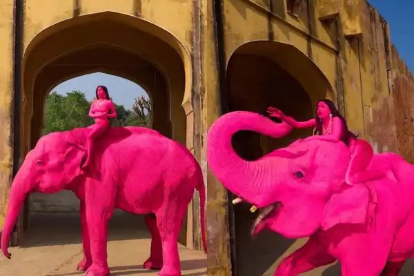 ಗುಲಾಬಿ ಬಣ್ಣ ಬಳಿದು ಅರೆಬೆತ್ತಲೆ ಫೋಟೋಶೂಟ್ : ಭುಗಿಲೆದ್ದ ಆಕ್ರೋಶ