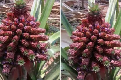 ಅನಾನಸ್ ಗಿಡದಲ್ಲಿ 60ಕ್ಕೂ ಹೆಚ್ಚು ಸಣ್ಣ ಹಣ್ಣುಗಳು