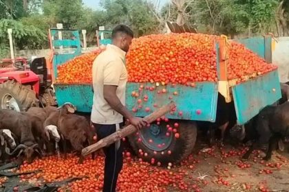 ಪಾತಾಳಕ್ಕೆ ಕುಸಿದ ಟೊಮೆಟೊ ಬೆಲೆ : ಟ್ರ್ಯಾಕ್ಟರ್‌ನಲ್ಲಿ ತುಂಬಿ ಕುರಿ, ಮೇಕೆಗಳಿಗೆ ಸುರಿದ ರೈತರು