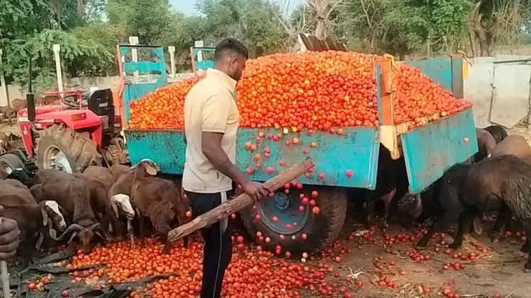 ಪಾತಾಳಕ್ಕೆ ಕುಸಿದ ಟೊಮೆಟೊ ಬೆಲೆ : ಟ್ರ್ಯಾಕ್ಟರ್ನಲ್ಲಿ ತುಂಬಿ ಕುರಿ, ಮೇಕೆಗಳಿಗೆ ಸುರಿದ ರೈತರು ಪಾತಾಳಕ್ಕೆ ಕುಸಿದ ಟೊಮೆಟೊ ಬೆಲೆ : ಟ್ರ್ಯಾಕ್ಟರ್ನಲ್ಲಿ ತುಂಬಿ ಕುರಿ, ಮೇಕೆಗಳಿಗೆ ಸುರಿದ ರೈತರು