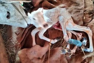 ಆರು ಕಾಲುಗಳಿರುವ ವಿಚಿತ್ರ ಕರುವಿಗೆ ಜನ್ಮ ನೀಡಿದ ಹಸು