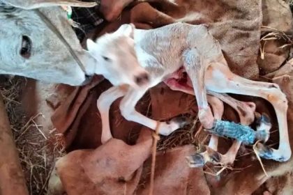 ಆರು ಕಾಲುಗಳಿರುವ ವಿಚಿತ್ರ ಕರುವಿಗೆ ಜನ್ಮ ನೀಡಿದ ಹಸು