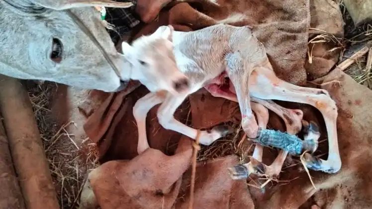 ಆರು ಕಾಲುಗಳಿರುವ ವಿಚಿತ್ರ ಕರುವಿಗೆ ಜನ್ಮ ನೀಡಿದ ಹಸು ಆರು ಕಾಲುಗಳಿರುವ ವಿಚಿತ್ರ ಕರುವಿಗೆ ಜನ್ಮ ನೀಡಿದ ಹಸು